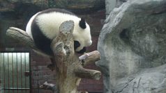 Největší pozornost v ZOO poutá pavilon pandy velké