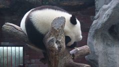 Černobílý medvídek je miláčkem obyvatel Pekingu