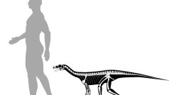 Mezinárodní tým vědců prohlásil, že šlo o zvíře velikosti labradorského retrívra, které i s ocasem dosahovalo délky nanejvýš 3 metrů