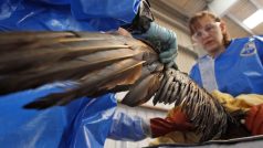 Dobrovolnící čistí ptáky během ekologické katastrofy u Louisiany