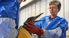 Dobrovolnící kontrolují ptáky během ekologické katastrofy u Louisiany