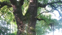 Měchnovský dub - některé větve usychají