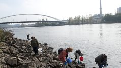 Tisíce škeblí zachraňují dobrovolníci u Vltavy v Troji