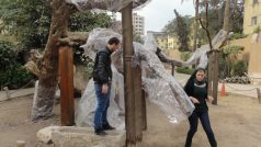 Pracovníci památkové správy balí suchý strom do igelitu. V zimě i v Egyptě občas zaprší