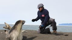 Z Antarktidy se do Česka vrátila expedice vědců z brněnské Masarykovy univerzity. Zkoumali uhynulé tuleně
