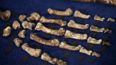 Ostatky nalezené v jeskyni u jihoafrického Johannesburgu, které patří zřejmě dosud neznámému druhu pračlověka, kterého vědci pojmenovali „homo naledi“