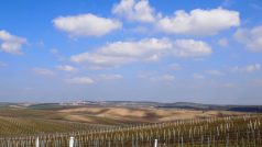 800 hektarů vinic ve Velkých Bílovicích