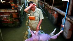 Záplavy v Číně. Žena stojí v zaplavené farmě