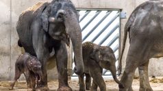 Samici slona indického Tamaře se v pražské zoo narodilo slůně