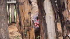 Pytláci nosorožci poté, co ho postřelili, sekerami vysekali oba rohy a jejich konce ještě vybrali ostrými háky.