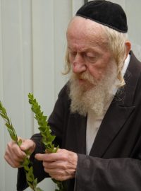 Židovský stařec vybírá rekvizity pro svátek sukot