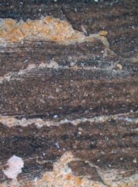 Unikátní nález fosilního peří pochází z východního pobřeží Peru