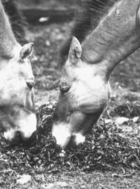 V roce 1931 získala pražská zoo první koně Převalského (poslední divoký kůň z mongolských stepí) – hřebce Aliho a klisnu Minku