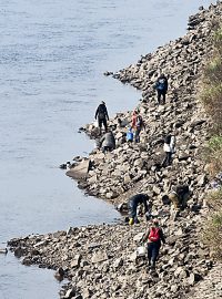 Tisíce škeblí zachraňují dobrovolníci u Vltavy v Troji