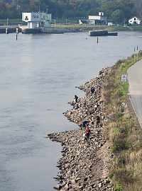 Tisíce škeblí zachraňují dobrovolníci u Vltavy v Troji
