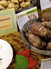 Výzkumný ústav bramborářský představuje na Bramborářských dnech v Havlíčkově Brodě také topinambury