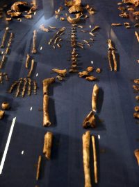 Ostatky nalezené v jeskyni u jihoafrického Johannesburgu, které patří zřejmě dosud neznámému druhu pračlověka, kterého vědci pojmenovali „homo naledi“