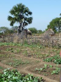 Češi učí zemědělce v Jižním Súdánu, jak se stát soběstačnými