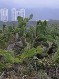 Kaktus na břehu přírodního parku Marapendi