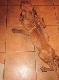 Šestiměsíční štěně maďarského ohaře, které někdo brutálně týral.