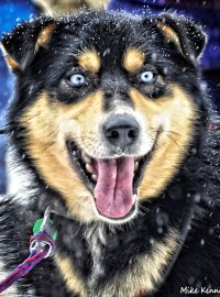 Iditarod, nejtěžší závod psích spřežení na světě