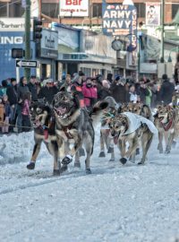 Iditarod, nejtěžší závod psích spřežení na světě