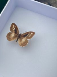 Ochránci přírody vracejí ohroženého motýla okáče skalního do Českého středohoří