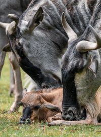 Safari Park Dvůr Králové - pakoně modří v Africkém safari