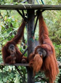 Orangutani v Národní zoo v Kuala Lumpur