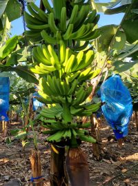 Na jednom hektaru tady roste téměř 2000 banánovníků. Zhruba 90 procent úkonů na plantáži připomínající rozsáhlou džungli se tady přitom stále dělá ručně