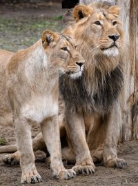 Čistokrevní lvi indičtí samec Jamvan a samice Ginni ve výběhu pražské zoo