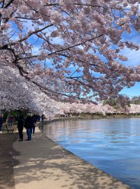 Letos se správě parku podařilo předpovědět, kdy třešně rozkvetou