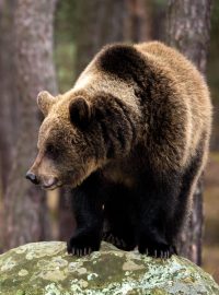 Medvěd (ilustrační foto)
