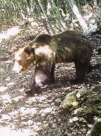 Medvěd M49, kterému přezdívají Motýlek, zachycený fotopastí při svém posledním útěku