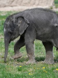 Mládě slona indickéhoSamička slona indického, která se narodila 27. března 2020