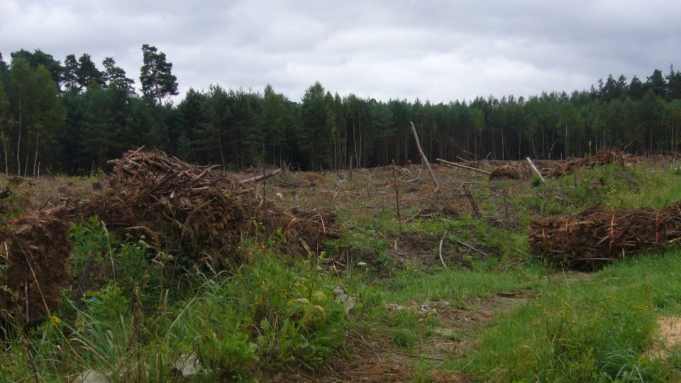 Ralsko - nelegální těžba dřeva