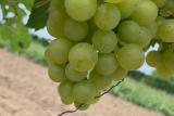Vinaři na jihu Moravy začali prodávat první letošní burčák. Na fotografii odrůda Irsai Oliver, která je jednou z nejvhodnějších odrůd k jeho výrobě