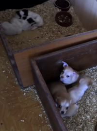 Matky s čerstvě narozenými štěňátky žily s několika dalšími psy v jedné místnosti, bez možnosti klidu a odpočinku