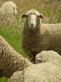 Ve Francii zapsali rodiče malých dětí ke studiu ve vesnické škole čtyři ovce, aby splnili požadavek úřadů na minimální počet žáků